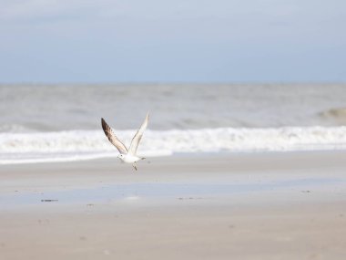 Sahilde uçan bir martı balık yakalamaya çalışıyor.