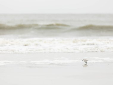 Bulutlu bir günde sahilde dalgalı bir martı görüntüsü.