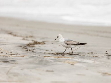 Martı, çubuk ve kahverengi otlarla dolu bir sahilde yiyecek arıyor.