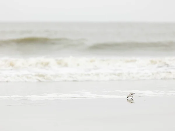 Minimalistic image of a seagull on a beach eating food with waves on a cloudy day