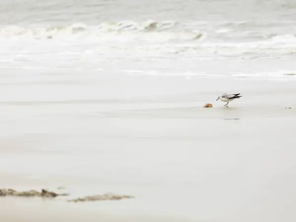 Minimalistic image of a seagull on a beach looking at a jelly fish with waves on a cloudy day