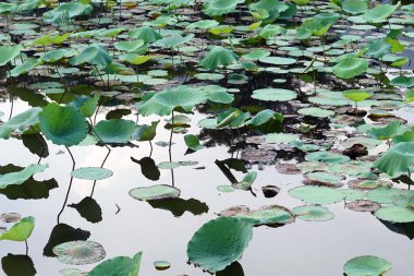 Nilüfer dolu bir gölet.