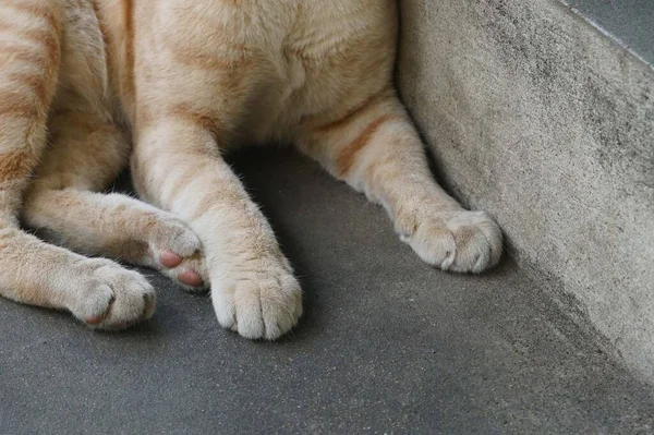 Nahaufnahme Von Katzenfüßen Auf Einer Zementleiter Für Hintergrund Und Textur — Stockfoto