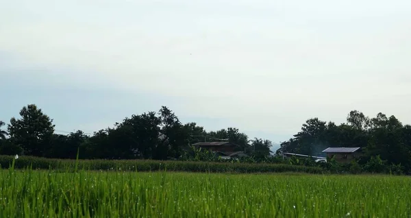 Ráno Rýžové Pole Venkově Vesnicí Zamlží — Stock fotografie