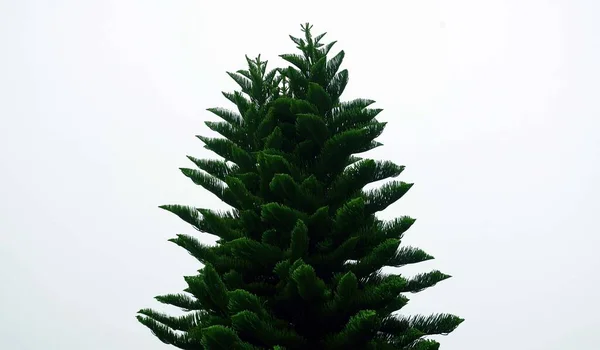 Close Veiw Pine Tree Foggy Day Mount — Stock Photo, Image