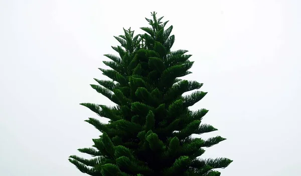 Sluiten Sluier Van Een Pijnboom Een Mistige Dag Berg — Stockfoto