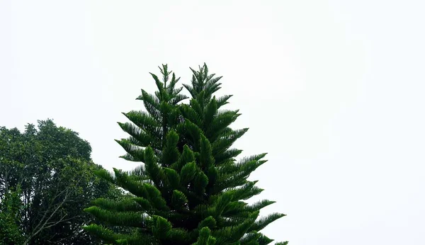 霧の背景に別の木を持つ松の木のフロントビュー — ストック写真