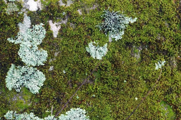 Moss Lichen Rock Rainforest Enviroment Concept — Stock Photo, Image