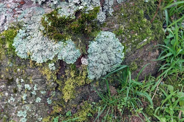텍스처와 배경을위한 숲에서 오래된 나무의 껍질에 이끼와 — 스톡 사진
