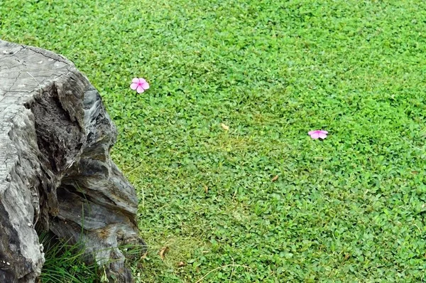 Старый Пень Дерева Розовыми Цветами Зеленой Траве Саду Фон — стоковое фото