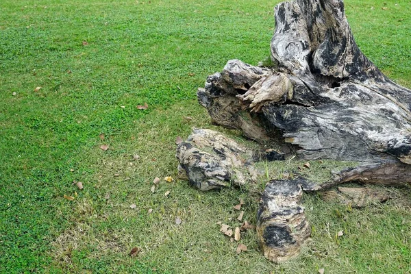 Kamu Parkındaki Yeşil Çimlerin Üzerinde Eski Bir Ağaç Kütüğü Çevre — Stok fotoğraf