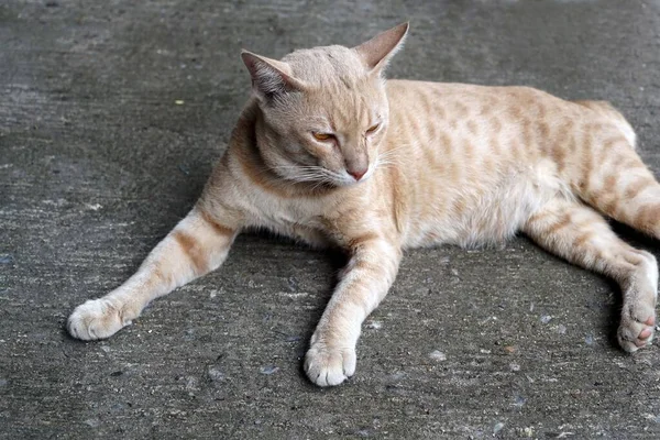 Thajská Kočka Sedí Betonové Podlaze Parkovišti — Stock fotografie