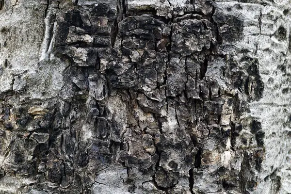 Çevre Konsepti Için Bir Ağaç Kabuğu Dokusu Arkaplanı — Stok fotoğraf