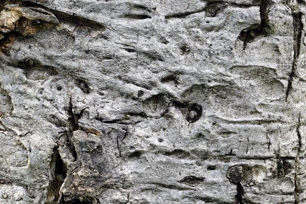 Fotokopi Alanı Ile Arkaplan Için Eski Ağaç Kabuğu Dokusunu Kapat — Stok fotoğraf