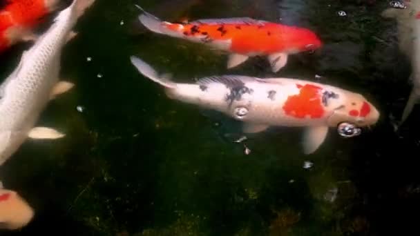 Hodně Koi Ryb Bazénu Zahradě Farma Zvířat Koncept — Stock video