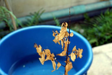 Plastik mavi bir havuzun yanında kurumuş bir yaprak içinde su olan, seçici odaklı fotoğrafın yakın çekimi.
