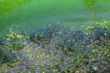 Gölün yüzeyindeki sudaki yeşil bir alg, soyut bir arka plan..