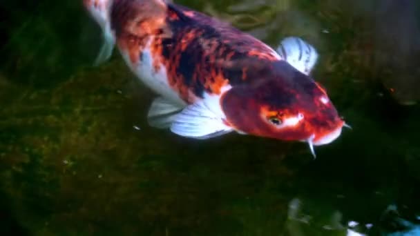 Een Koi Vis Zwemmend Waterplas Tuin Van Het Cafe — Stockvideo