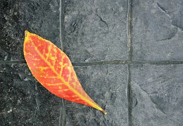 Ein Orangefarbenes Herbstblatt Auf Dem Schwarzen Steinboden Herbstkonzept — Stockfoto