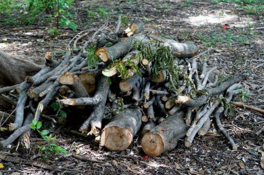 Tahta kesilip ormana taşınmaya hazırlanmak için yığılmış..