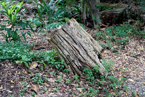 Ormandaki Eski Bir Kütük Ormandaki Ağaç Kütüğü Çevre Kavramları — Stok fotoğraf