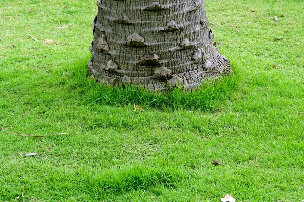 在公园的绿草上关上一棵棕榈树的树干 — 图库照片