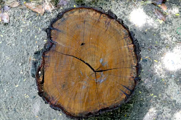 Parkta Yıllık Halkaları Olan Bir Ağaç Kütüğünü Kapatın — Stok fotoğraf