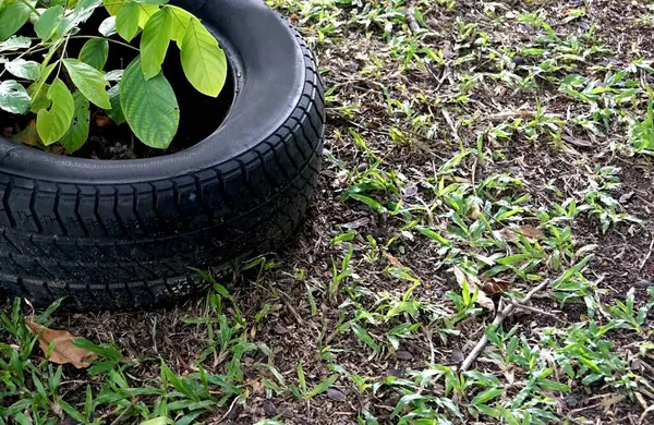 A tree plant in car tire pot on the ground  in the garden.