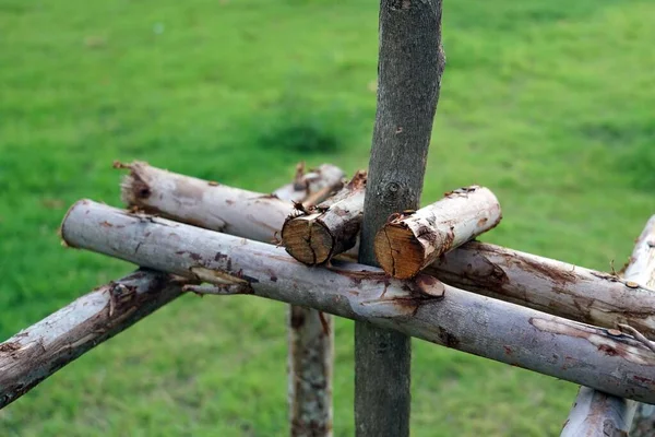 Schließen Sie Einen Neu Gepflanzten Baumstamm Mit Einer Krücke Mit — Stockfoto
