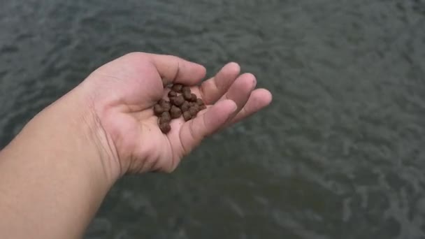 Sebuah Tangan Sedang Memberi Makan Ikan Kolam Taman — Stok Video