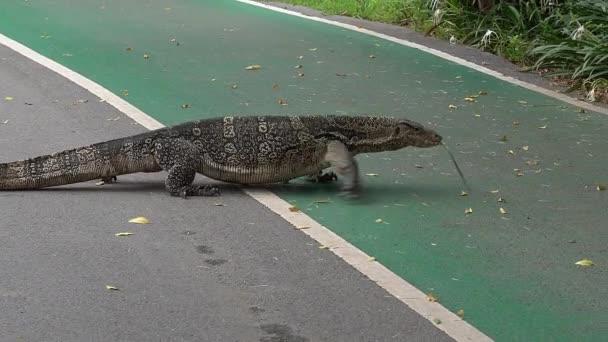 Big Lizard Walking Cross Street Park — Stock Video