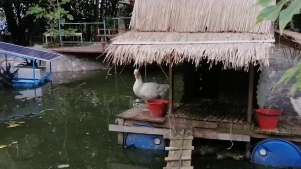 Dois Patos Brancos Uma Balsa Movimento Lento Enquanto Vento Lagoa — Vídeo de Stock