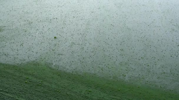 カメラは沼で風が吹いている間 スワンナ藻類の水によってエリアで右側にスローパインしていました — ストック動画