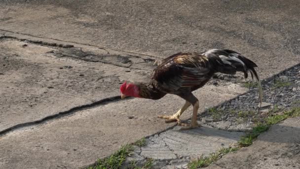 Kurczak Szukający Jedzenia Cmentarzu Parkingu — Wideo stockowe