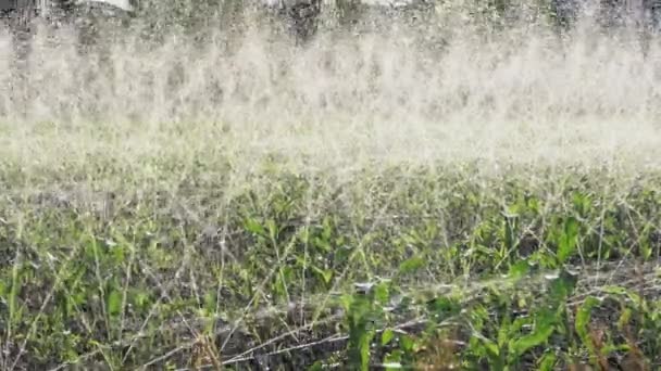 Ein Großer Teil Der Regenwasserkanone War Einem Maisgarten Auf Dem — Stockvideo
