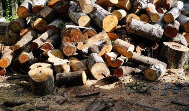 Tahta kesilmiş ve taşınmaya hazırlanmak için istiflenmiş..