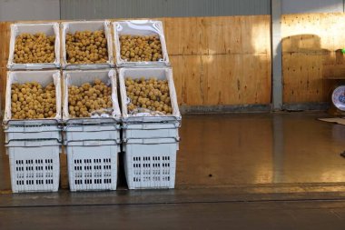 Bir meyve sepeti toptan fiyatına toptan satışa sunuldu..