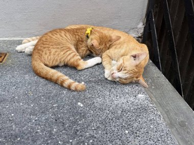 Caddedeki merdivenlerde uyuyan sevimli kedi..