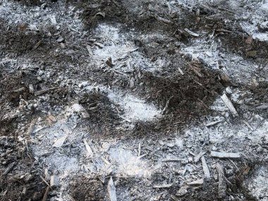 Toprağı hazırla, kireç serp ve ekime hazırlan..