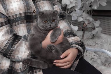 Kucağında gri bir kedi yavrusu var.