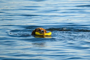 Köpek neşeyle gölde yüzüyor, ağzında sarı bir oyuncak tutuyor..