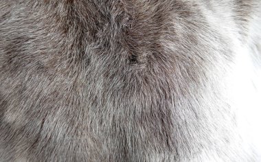 Ren geyiği kürkü kapama dokusu yatay arkaplan