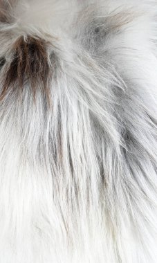 Ren geyiği kürkü beyaz kaplama dokusu arkaplanı