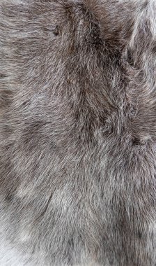 Ren geyiği kürkü kapama dokusu dikey