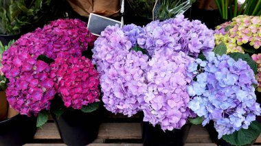 Renkli ortanca çiçekleri. Çiçek pazarında doğada güzellik.