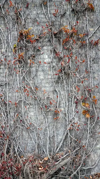 Stock image Climbing or Creeping the ivy plants are creeping up on concrete wall in garden. ivy planted on wall to create natural atmosphere. Beautiful texture wall