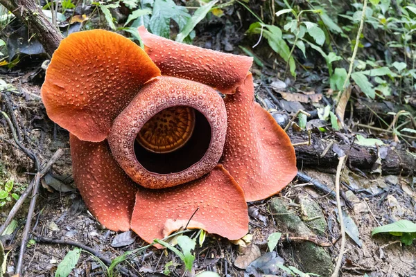 ラッフルシア Rafflesia ラッフルシア科の寄生開花植物の属です 高山熱帯雨林に自生し 世界最大の花です — ストック写真