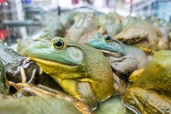 stock image Live frogs or knows as field chicken in restaurant ready to be served as ingredient delicacy in Chinese cooking