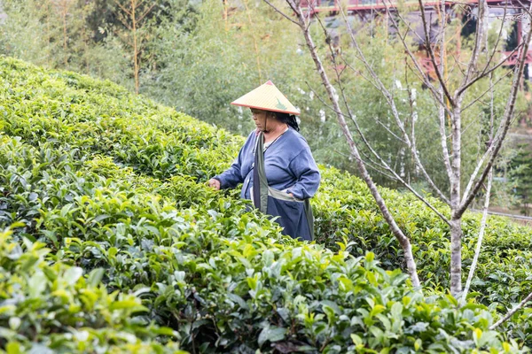 stock image A local plantation worker picking tea leaves at tea garden of Ban Rak Thai, Mae Hong Son province in Thailand