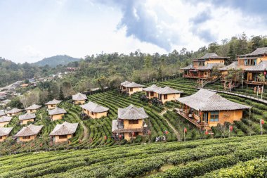 Kuzey Tayland 'ın Mae Hong Son bölgesinde yer alan Ban Rak Tayland köyünün tepelerindeki manzara ve dingin yeşil çay bahçeleri. Popüler turizm merkezi.